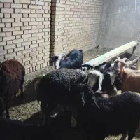 بره نر بره ماده قیمت پایین