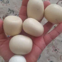 الماس اسیاب|جواهرات|بجنورد, |دیوار