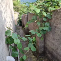 فروش ویلا در استارا|فروش خانه و ویلا|حویق, |دیوار