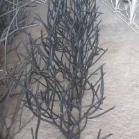 حفاظ شاخ گوزنی