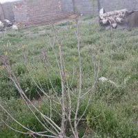 اجاره-برای-ضایعاتی