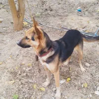 سگ ژرمن ماده ۶ماهه واگذاری