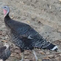 جوجه و بوقلمون