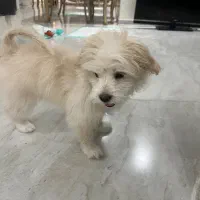 سگ پودل کراس|سگ|تهران, پاسداران|دیوار