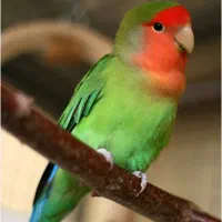 طوطی برزیلی رام