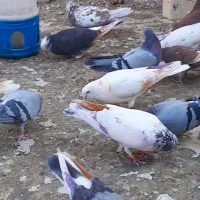 کبوتر۲رقمی اصالت دار