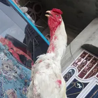 خروس جنگی و ماده مرغ|حیوانات|ایرانشهر, |دیوار