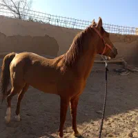 اسب|اسب و تجهیزات اسبسواری|نیر (یزد), |دیوار