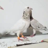 کبوتر سار سرور لکه دار خوش نقش|پرنده|مشهد, امیر المومنین|دیوار