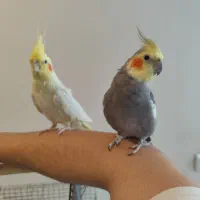 مولد عروس هلندی