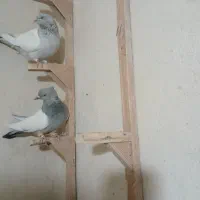سینه سبز و آبی|پرنده|شیراز, ریاستی|دیوار