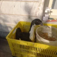 اردک همراه جوجه|پرنده|تهران, بیسیم|دیوار