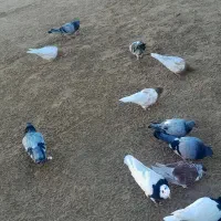 کبوتر کله ای|پرنده|فیروزآباد (آذربایجان), |دیوار