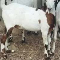 فروش کهره نر  سرحال|حیوانات مزرعه|بستک, |دیوار