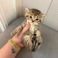 بریتیش سیلور و گلد|گربه|لاهیجان, شیشه گران|دیوار