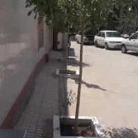 اجاره خانه ویلایی ۸۵ متری ۱ خوابه در حصه شمالی