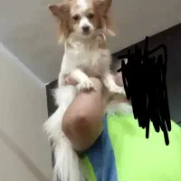 سگ گمشده با مژدگانی