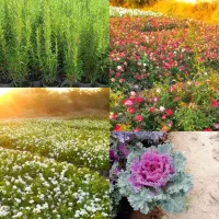 (فروش گل های فصلی )(ویژه فضای سبز )
