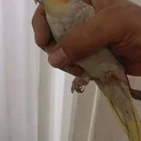 عروس هلندی|پرنده|مشکین‌دشت, |دیوار