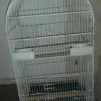 عروس هلندی سرلاکی البینو شاه طوطی قفس پرنده.خریدار|پرنده|کرج, حصارک بالا|دیوار