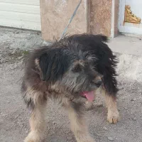 سگ پودل|سگ|خشکبیجار, |دیوار