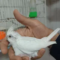 عروس هلندی مرغ عشق قناری کوتوله فنچ گرین چیک|پرنده|خواف, |دیوار