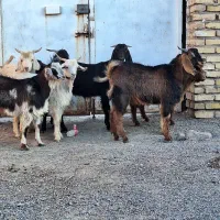 ۱۰ تا کره نر بخته