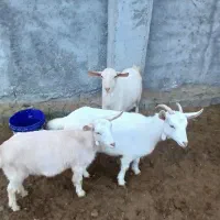 بز سانن|حیوانات مزرعه|شیروان (خراسان), |دیوار