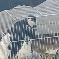 ساده افشان