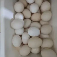فروش تخم مرغ محلی