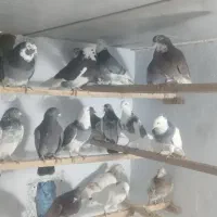 فروش کبوتر|پرنده|محمدشهر, شهرک پیام (مهرالبرز)|دیوار