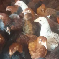 جوجه محلی ولاری