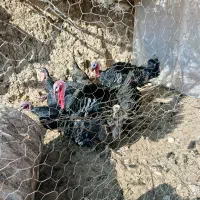 بوقلمون|پرنده|زرین دشت (همدان), |دیوار