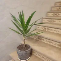 گل یوکا با گلدان سفالی بزرگ سرحال