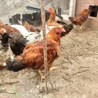 عروسک مرغ و خروس|اسباب‌بازی بچه|اردبیل, |دیوار