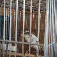 قناری سفید طوسی نر بلند مست