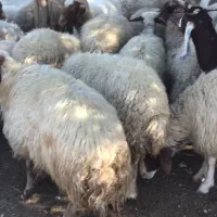 گوسفند فروش|حیوانات مزرعه|آبدانان, |دیوار