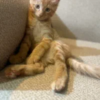 گربه نر ۲ونیم ماهه