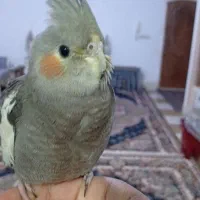 فروش استثنای سه فرشته خانگی فول دستی صحبتی بالوازم|پرنده|کاشمر, |دیوار