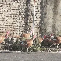 بوقلمون بوربون