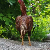 خروس لاری جوجه کش بدن تانک