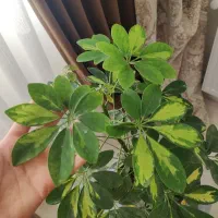 شفلرا ابلق|گل و گیاه طبیعی|قزوین, |دیوار