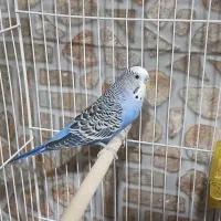 مرغ عشق|پرنده|سرایان, |دیوار