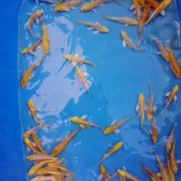 کوی بلک و یامابوکی|ماهی|تهران, اسکندری|دیوار