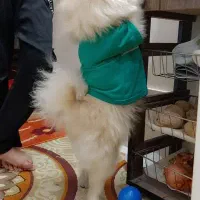 سگ پامرین|سگ|مشهد, هنرور|دیوار