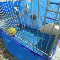 مرغ عشق نر و ماده|پرنده|خوانسار, |دیوار