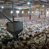 نیروی کار مرغداری گوشتی