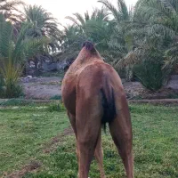 شتر ماده ۵سال،  جوان چاق
