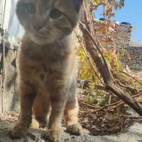 گوربه ببری|گربه|ارومیه, |دیوار