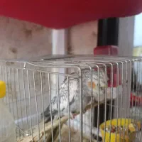 عروس هلندی خوشگل|پرنده|ارومیه, |دیوار